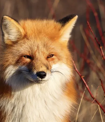 Red Fox (Photo: Spencer Haakman) Red Fox (Photo: Spencer Haakman)