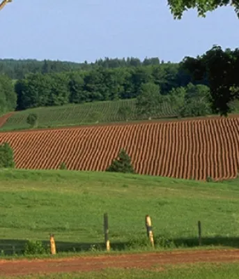 fields and trees