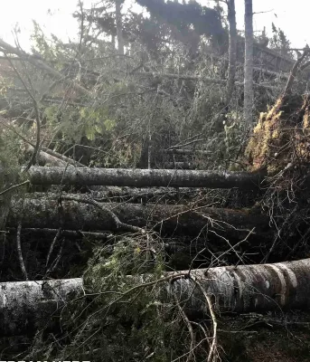 Picture of downed trees after Hurricane Fiona