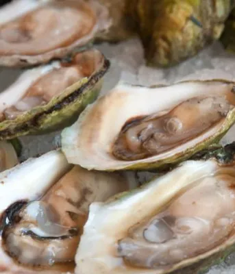 Malpeque Oysters Malpeque oysters on ice