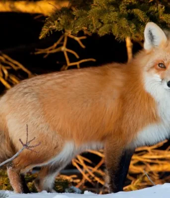Image of red fox in winter, Prince Edward Island, (c) Tourism PEI