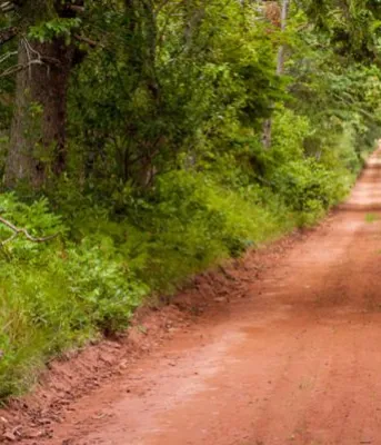 Bride and groom on red dirt road in PEI