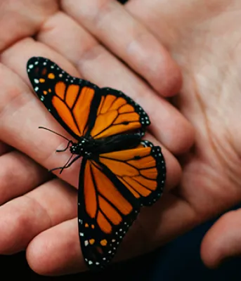 Student Well-being Team Drop-in Clinics Picture of hands holding a beautiful black and orange butterfly