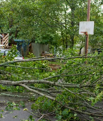 Debris removal after storm fallen tree in a yard