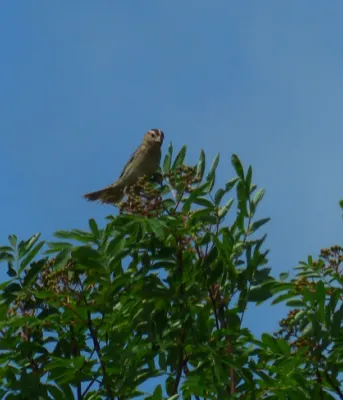 Partnership helps grassland birds in PEI bird sitting on tree