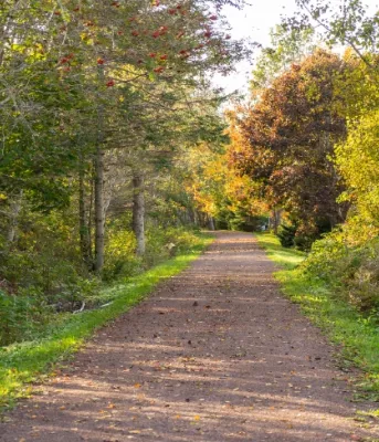 image of a walking trail with trees on both sides