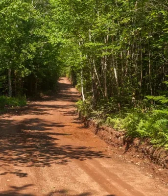 Annual Fall Frolic proceeds to to MacIntyre House The photo shows a straight, wooded dirt road