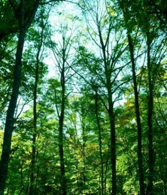 Organisation de rencontres publiques par la Commission des forêts concernant une nouvelle politique forestière image d'arbres dans une forêt