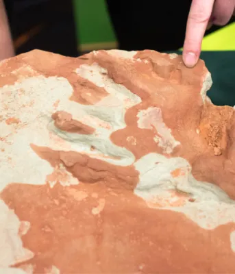 Child pointing at an Island fossil