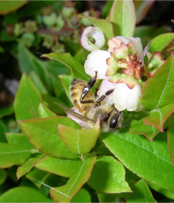 Minister Alan McIsaac’s statement on honey bee health