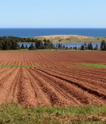 Islanders asked for their input on investments in agriculture image of a plwoed field with a sand dune in the background