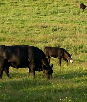 Photo of cows in a field 