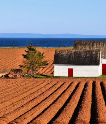 Image showing a red dirt potato field with the water in the background