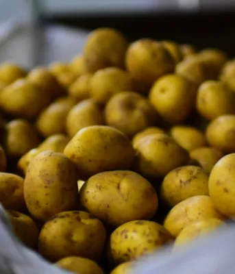 Statement by Premier Dennis King on the resumption of tablestock potatoes to Puerto Rico image of potatoes in a potato bag