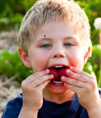 Food education funding available Young boy eating strawberries