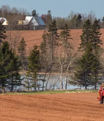 Funding for seed growers to ease the effects of COVID-19 Image of machine planting potatoes in a field