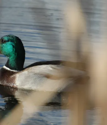 Photo shows a mallard duck swimming in a PEI lake