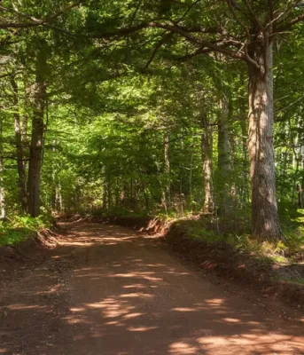Woodlot