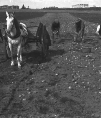 Récolte de pommes de terre, v. 1910 (Acc3466/HF73.373.302) Photo de quatre hommes qui récoltent des pommes de terre à la main dans un champ à l’Île-du-Prince-Édouard, v. 1910. À l’avant-plan, il y a un cheval, une charrette et un chien.