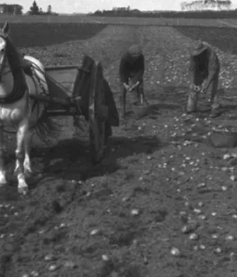 Harvesting potatoes, ca. 1910 (Acc3466/HF73.373.302) Photograph of four men harvesting potatoes by hand in a field in Prince Edward Island, ca. 1910. In the foreground there is a horse, cart, and dog.